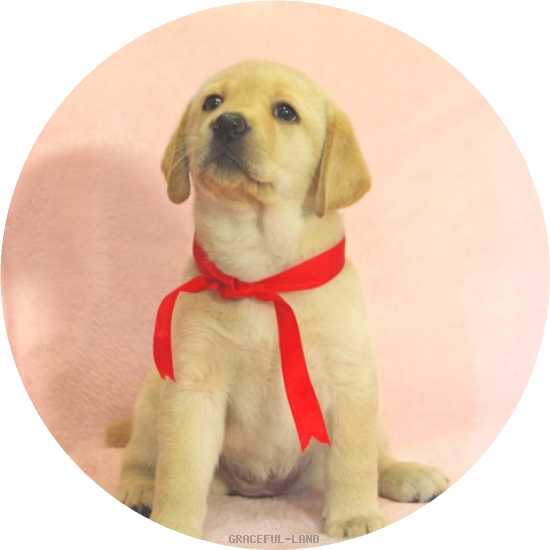 英国ラブラドールの子犬(A child of マナスル & ベローナ) 英国ラブラドールの子犬